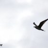 Gabbiano Reale in volo